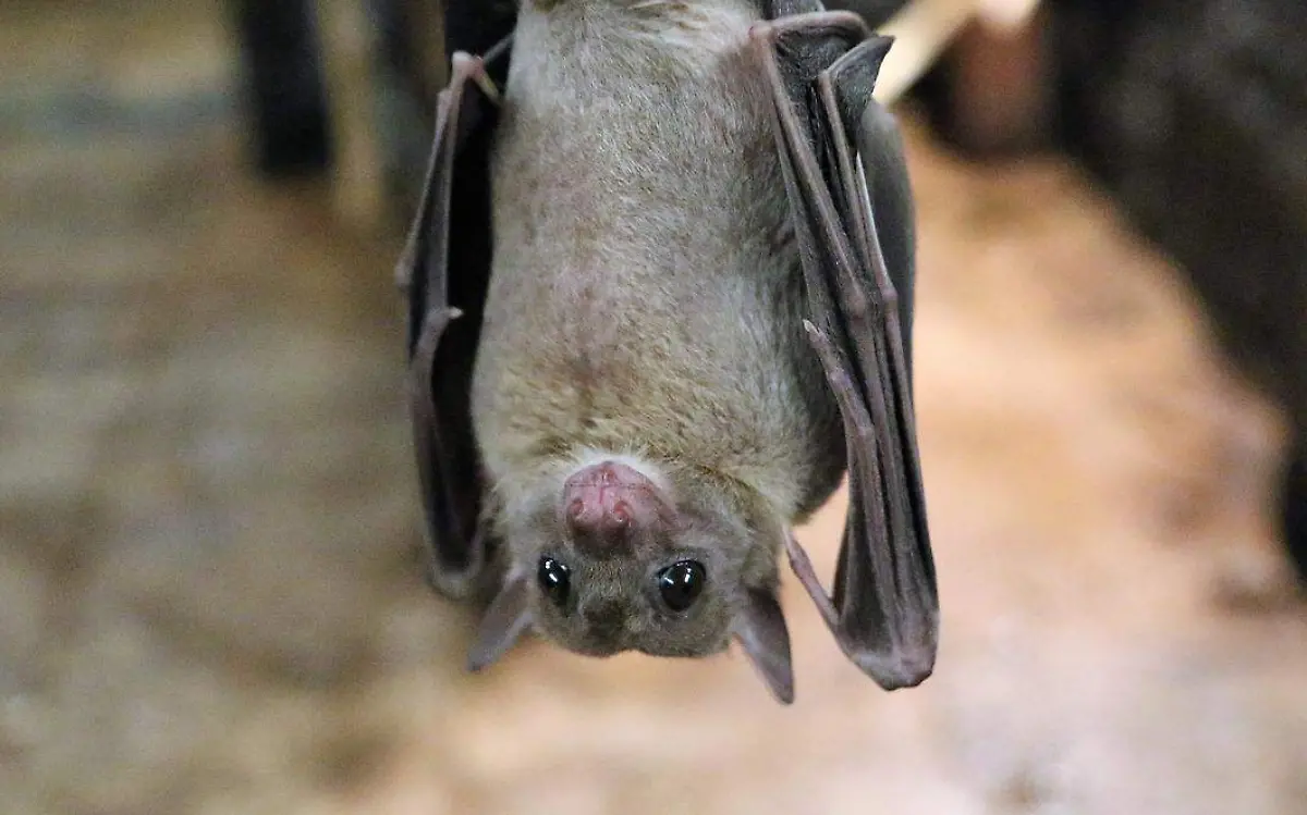 fruit-bat-1582189_1280