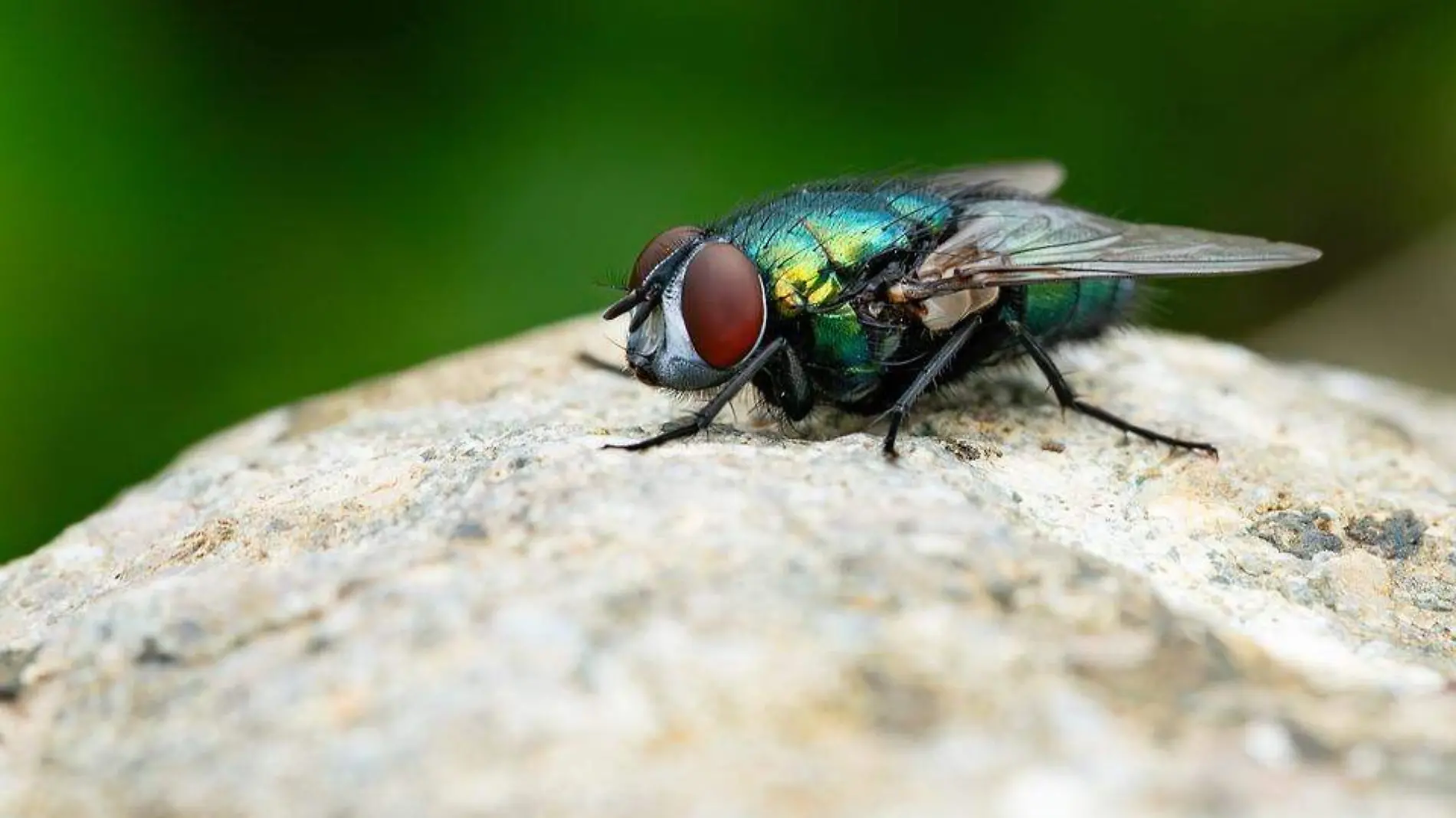 green-bottle-fly-8226449_960_720