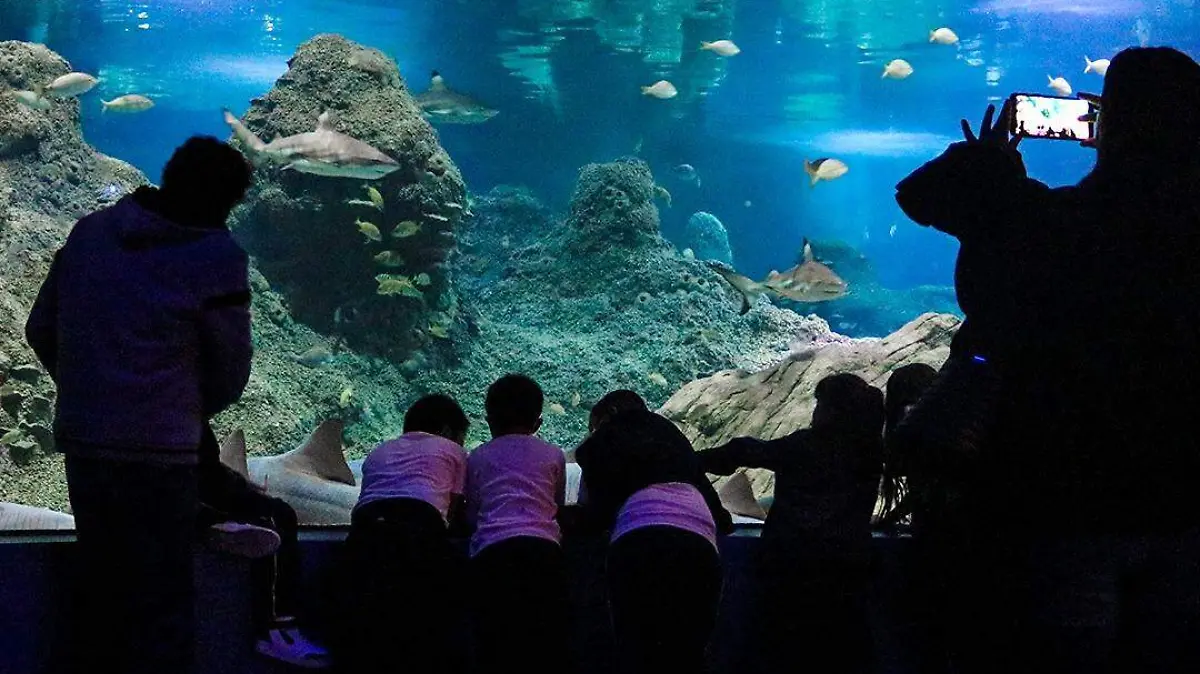 Foto: Acuario Michin