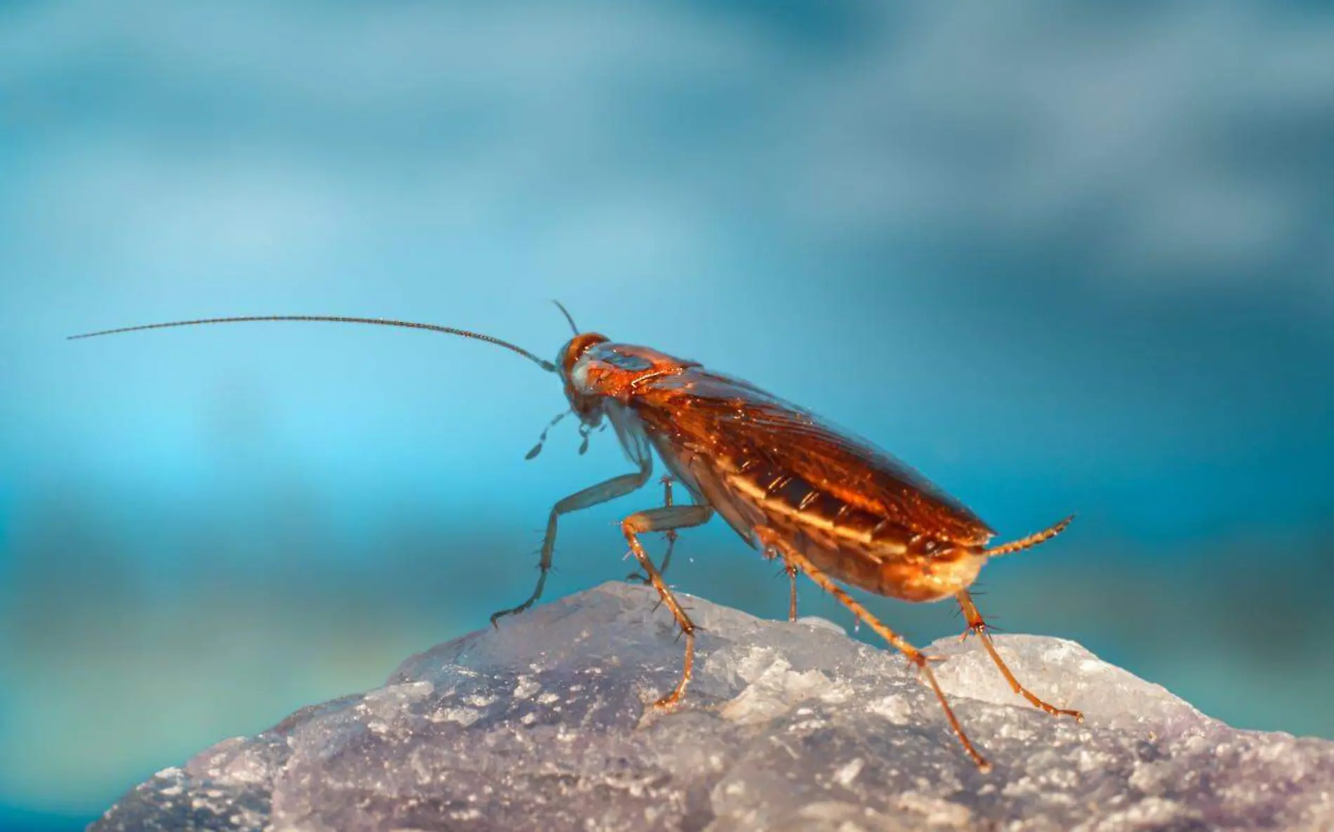 cucaracha