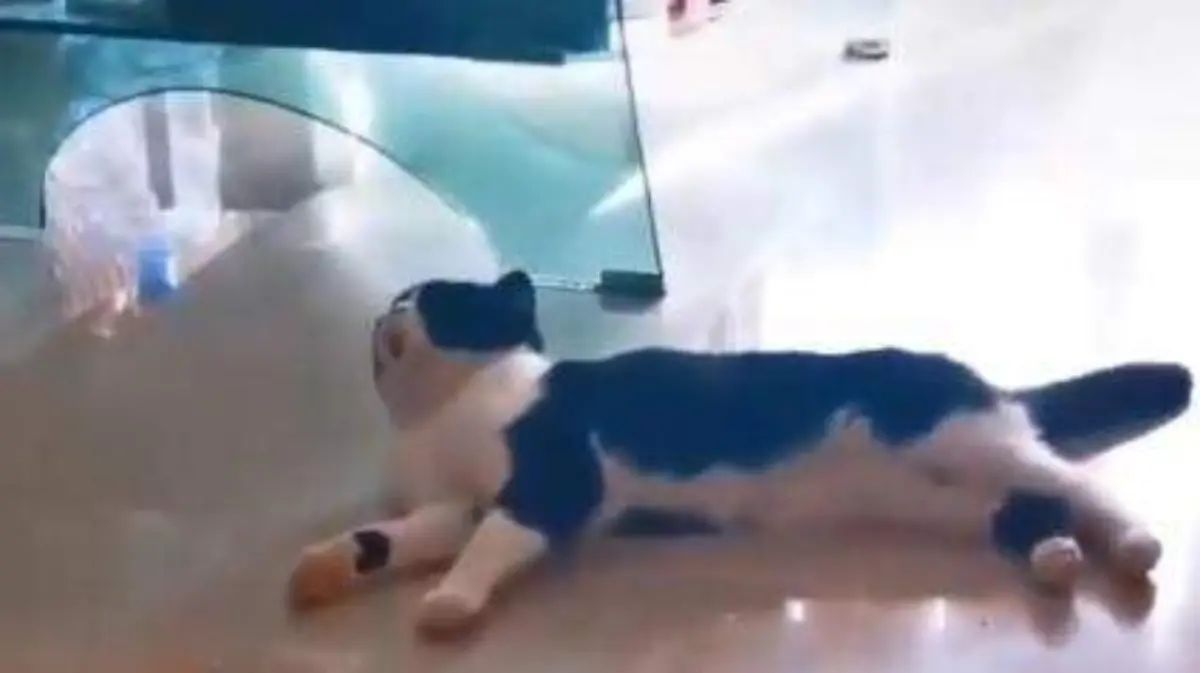 gato