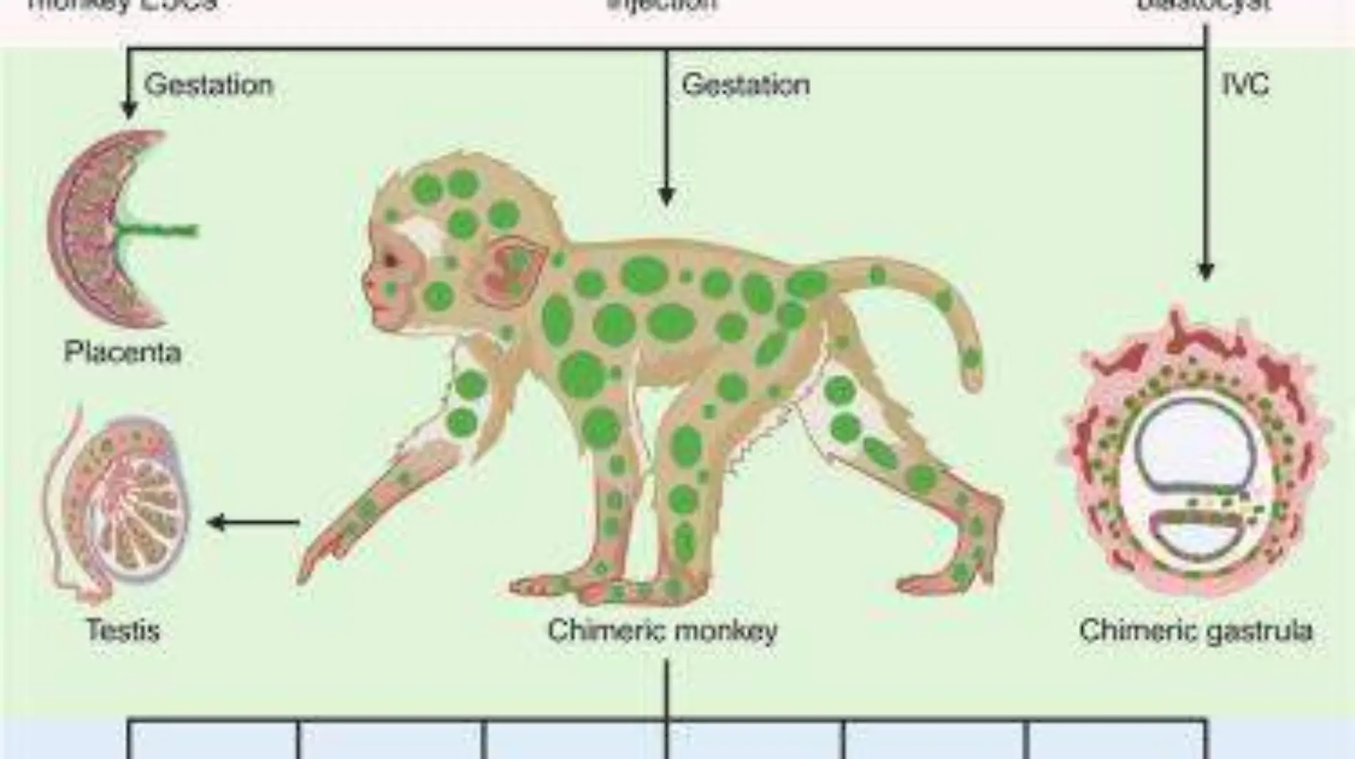 Su creación es un gran avance para la ciencia