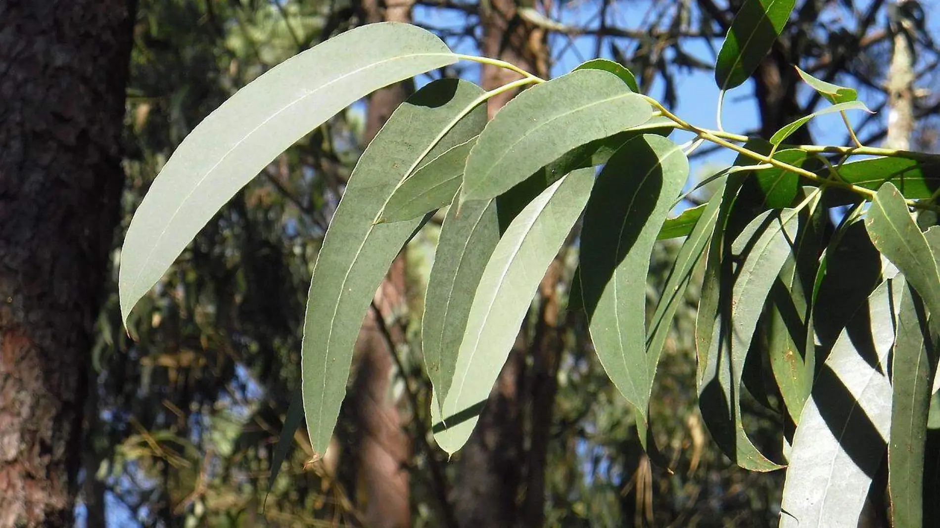 eucalyptus-2711285_1280