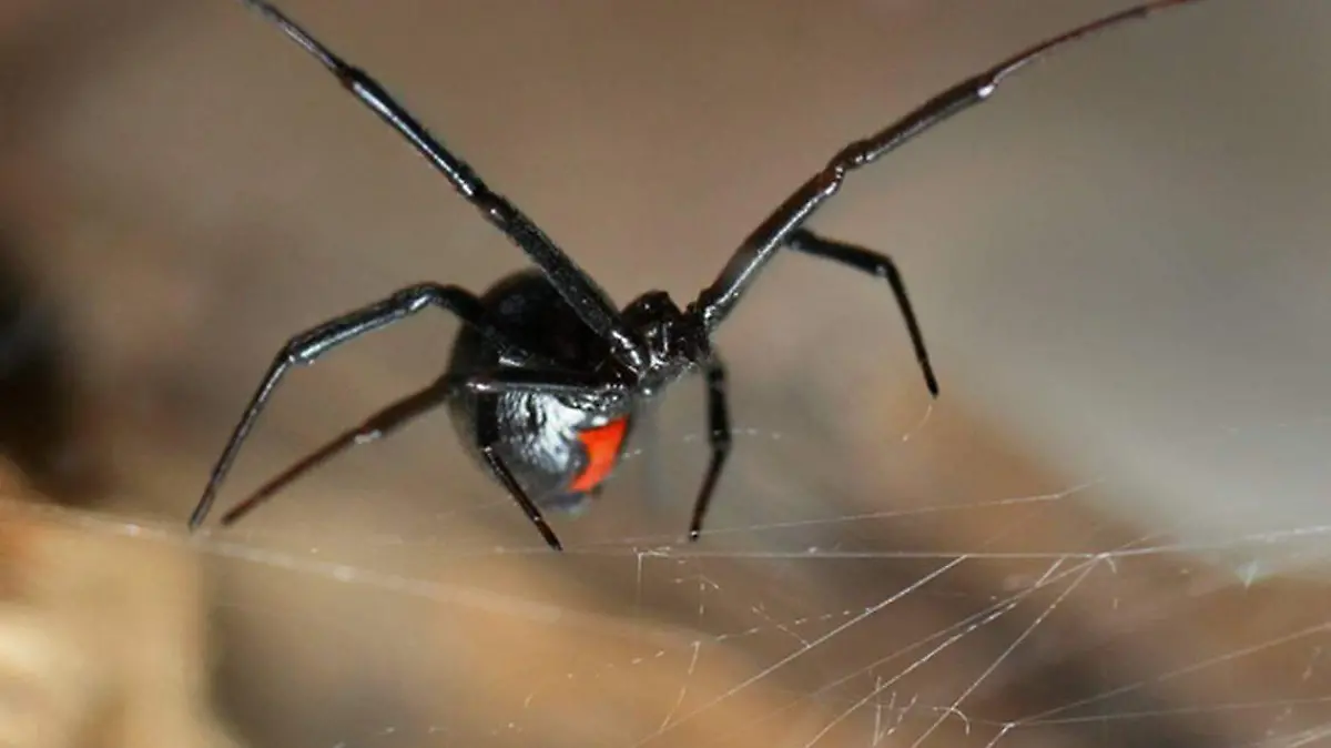 araña - viuda negra