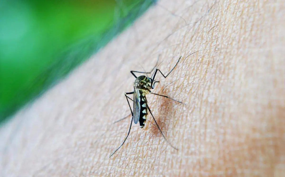 wing-photography-leaf-fly-green-insect-1113970-pxhere.com