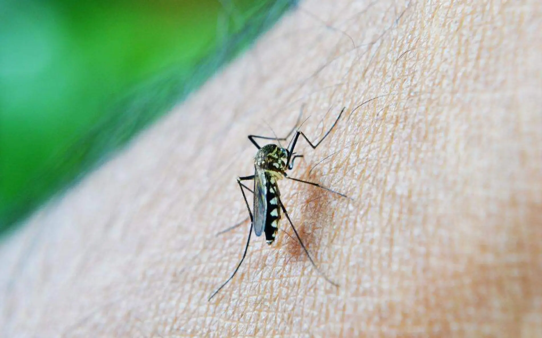 wing-photography-leaf-fly-green-insect-1113970-pxhere.com