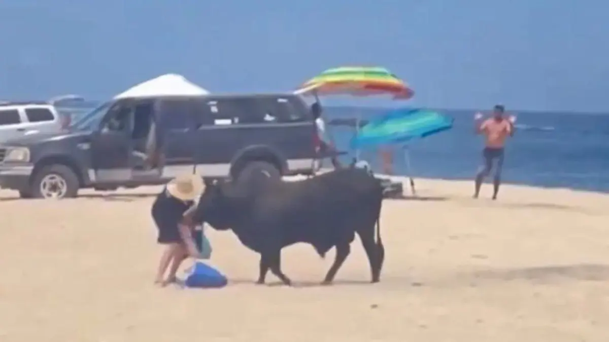 Toro embiste a turista en playas de Los Cabos