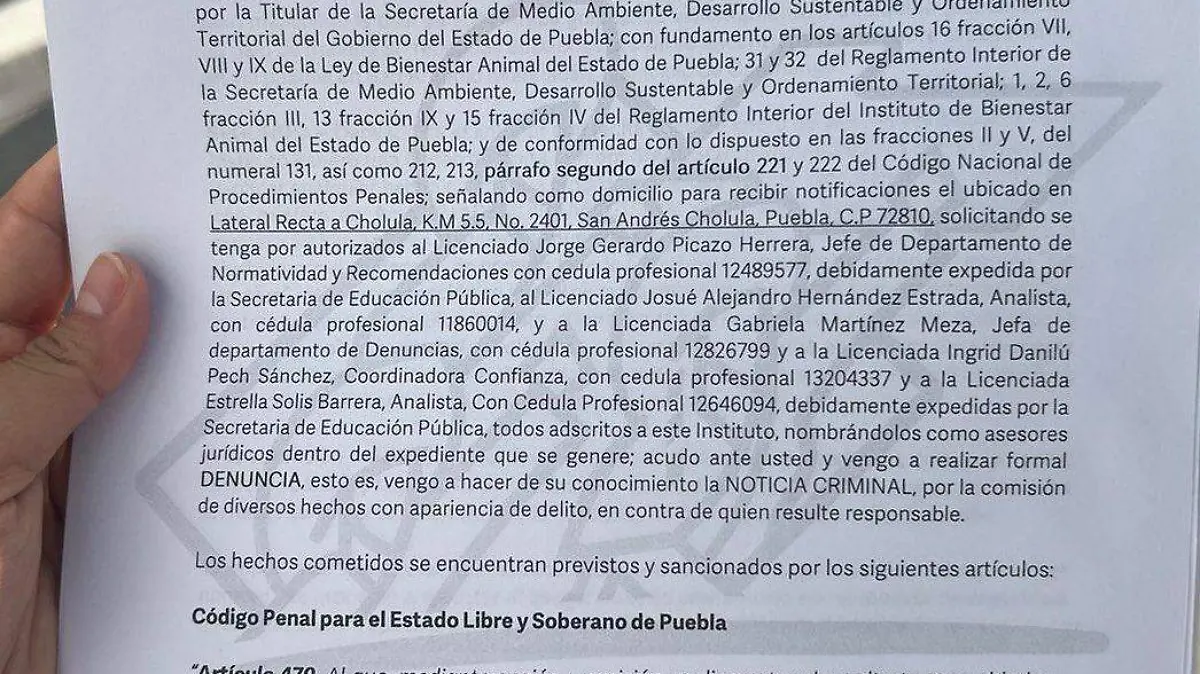denuncia IBA ante fiscalia caso de maltrato a yegua