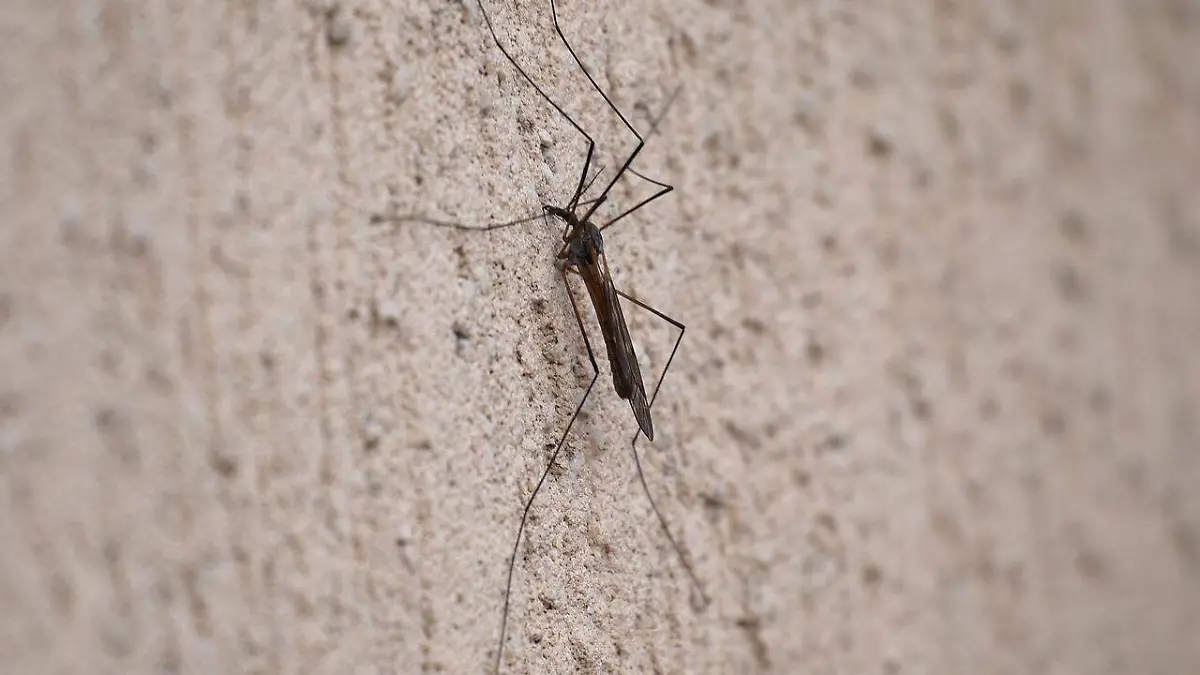 mosquito-6269480_1280