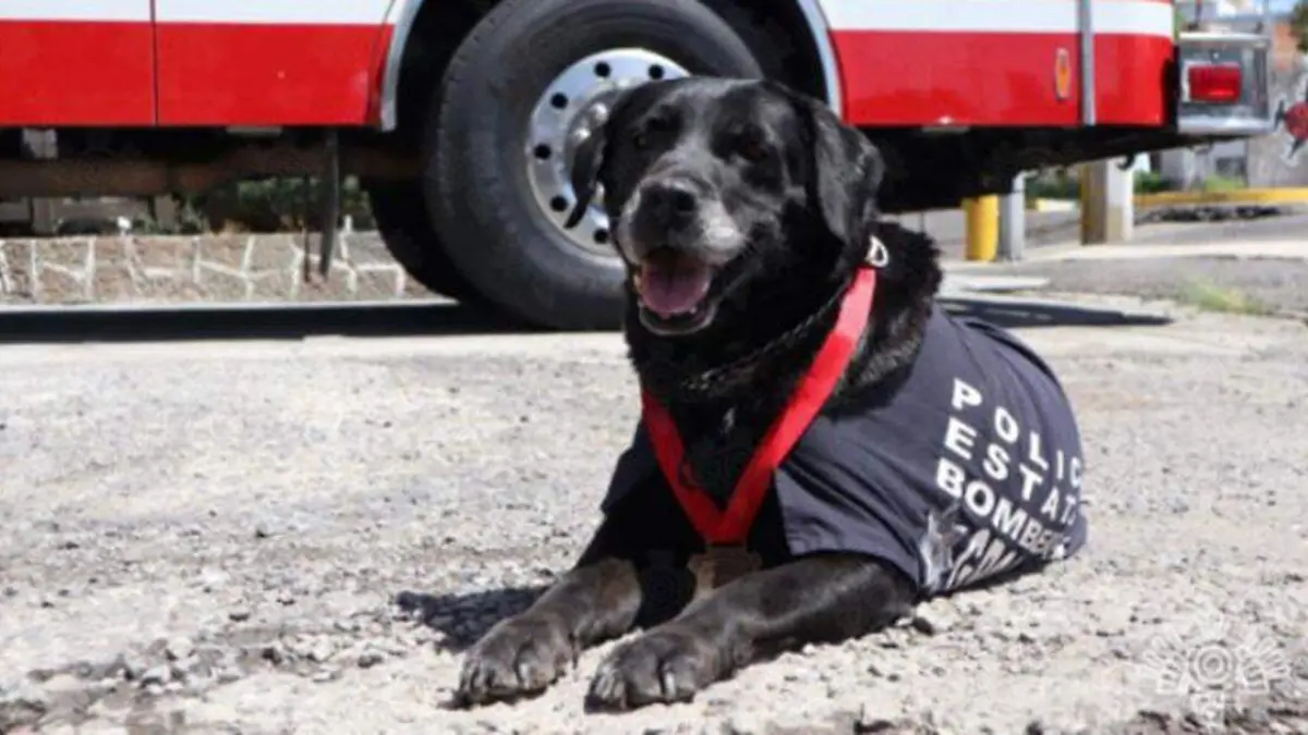 Dana, ejemplar canina de la Secretaría de Seguridad Pública del Estado