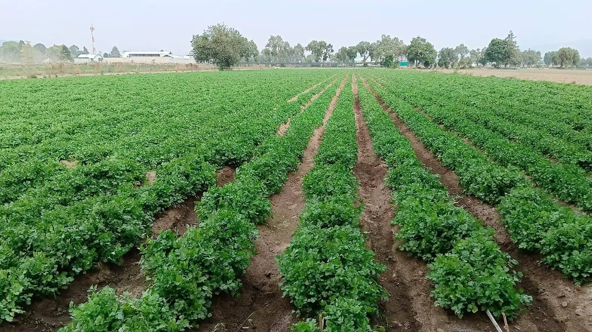 Sequía impacta severamente la producción de cilantro en Puebla