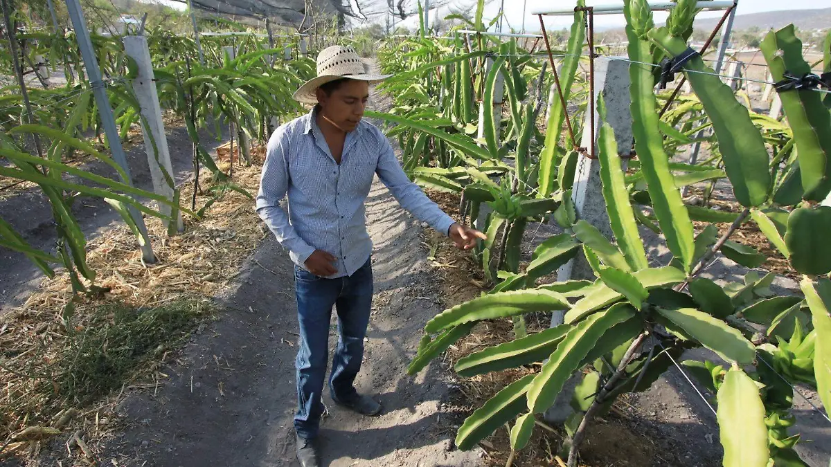 Campesino de Puebla siembre pitahaya ante la sequía