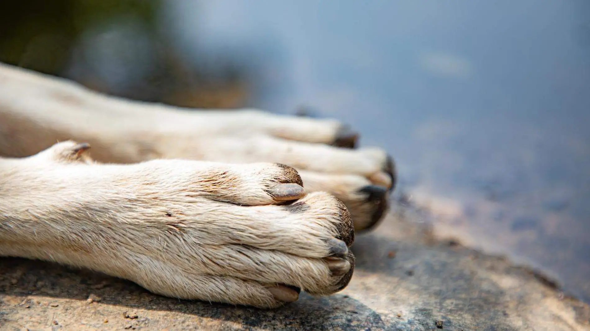 paws-7139564_1280