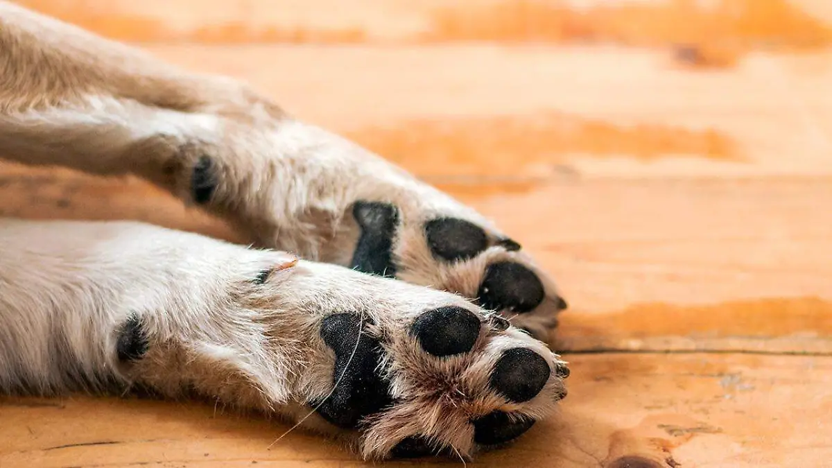 close-up-light-colored-puppy-paw-dog-feet-legs-wood-close-up-image-paw-homeless-dog-skin-texture