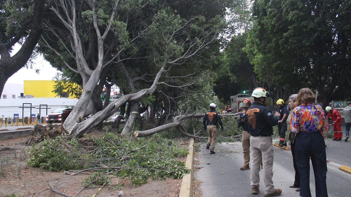 Fuertes ráfagas de viento derriban árboles en el Bulevar 5 de Mayo