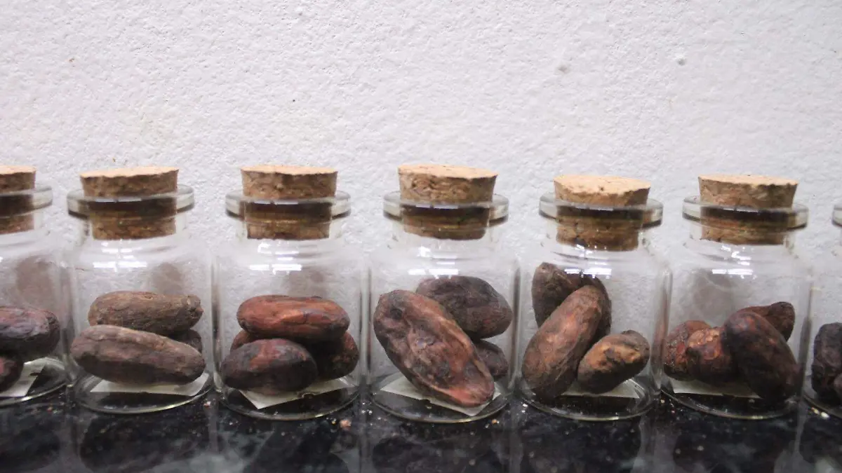 El Ministerio de Alimentación y Agricultura de Ghana decretó el inicio de la temporada de producción para 2025, y anticipó mejores resultados para el próximo año