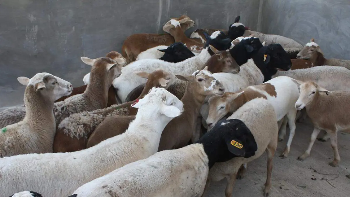 Este año se ofertará hasta en mil 550 pesos, siendo la de más calidad que se venderá en ese tope