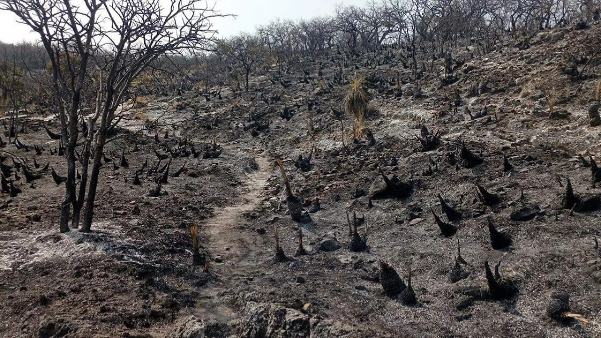 Se dieron por concluidas las labores para sofocar el incendio que se registró en el cerro de Tatetla