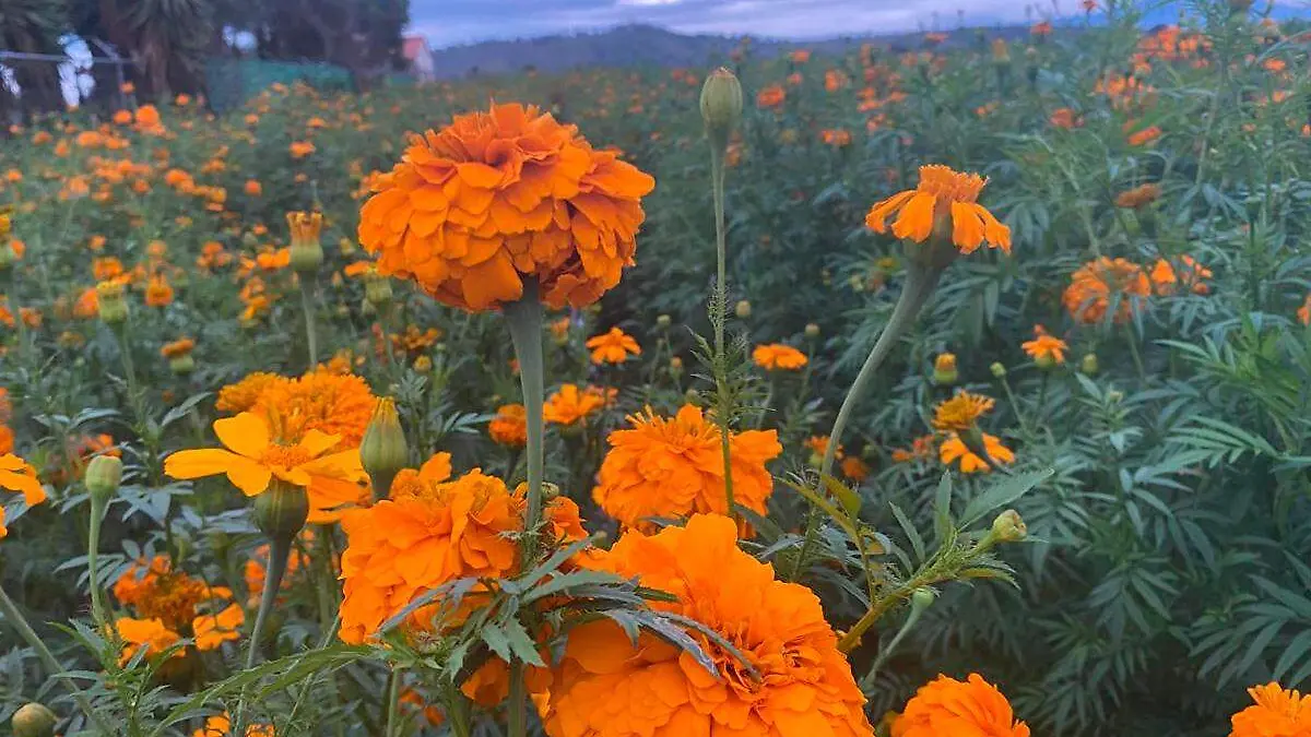 flor de cempasuchil