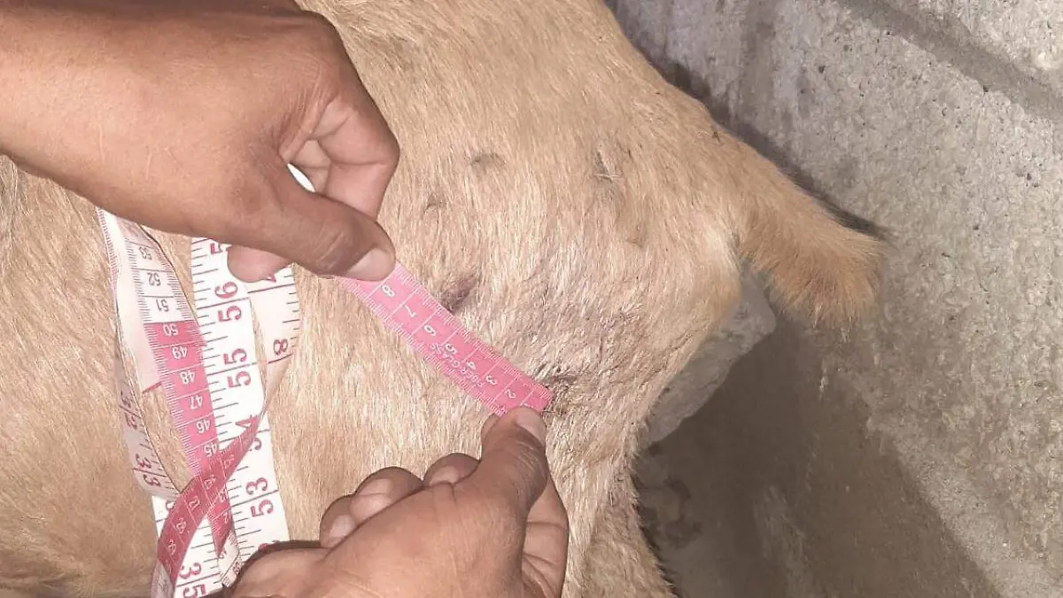 Especialistas descartan que los ataques a animales de traspatio en San José Miahuatlán, sea de trate de algún felino