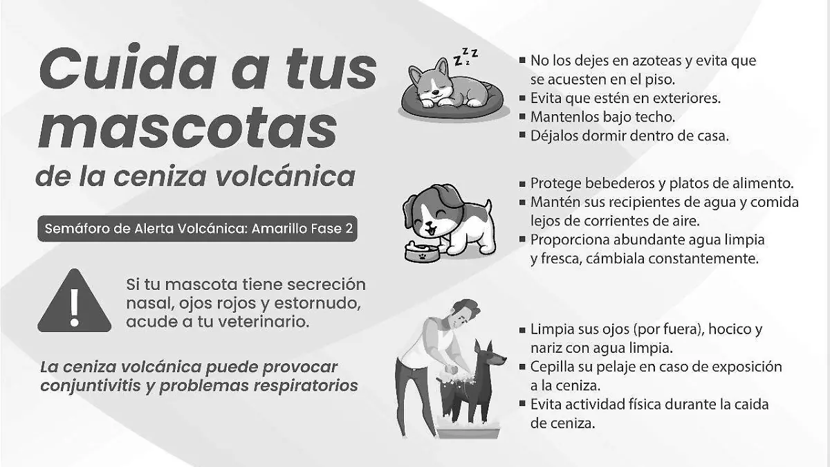 MASCOTAS