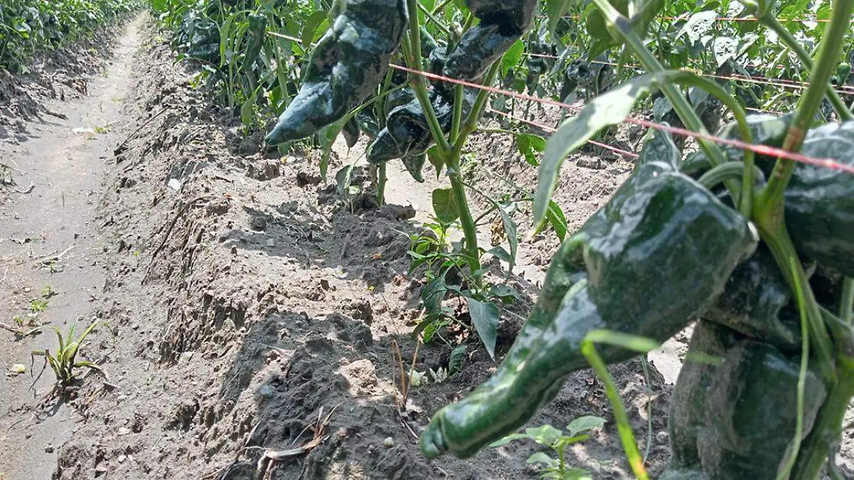 Tanto la sequía que duró varias semanas como las lluvias de los últimos días han afectado la producción del chile poblano