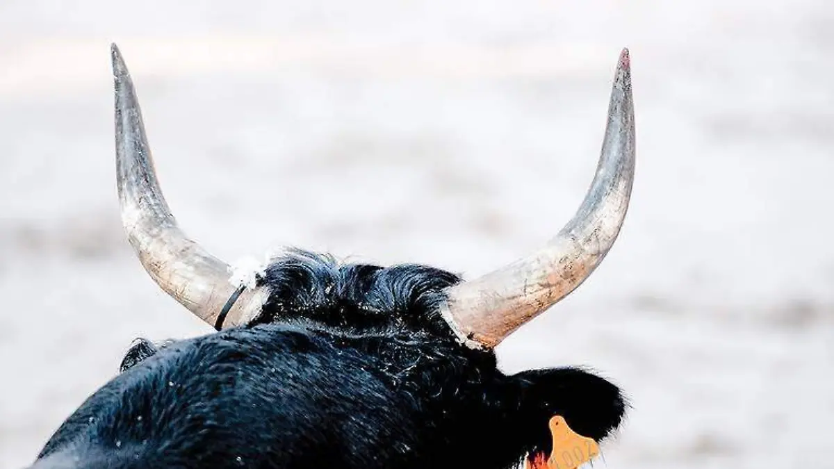 Tezuitlán se convierte en el tercer municipio en prohibir las corridas de toros