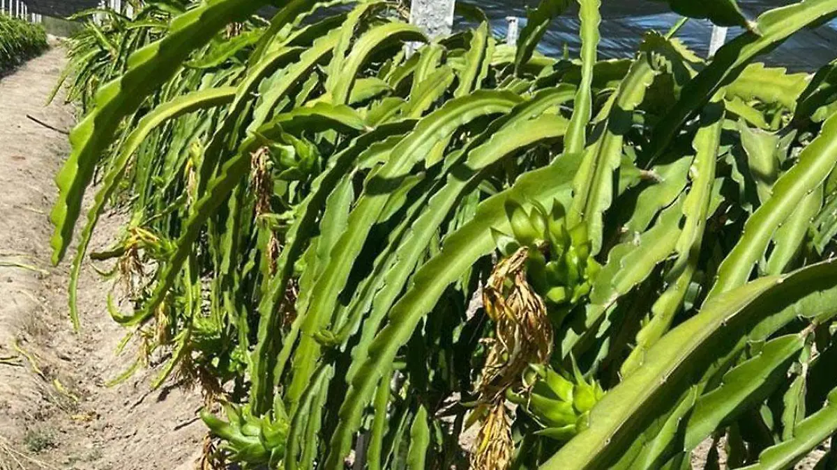 Sembradíos de pitahaya no se lograon 