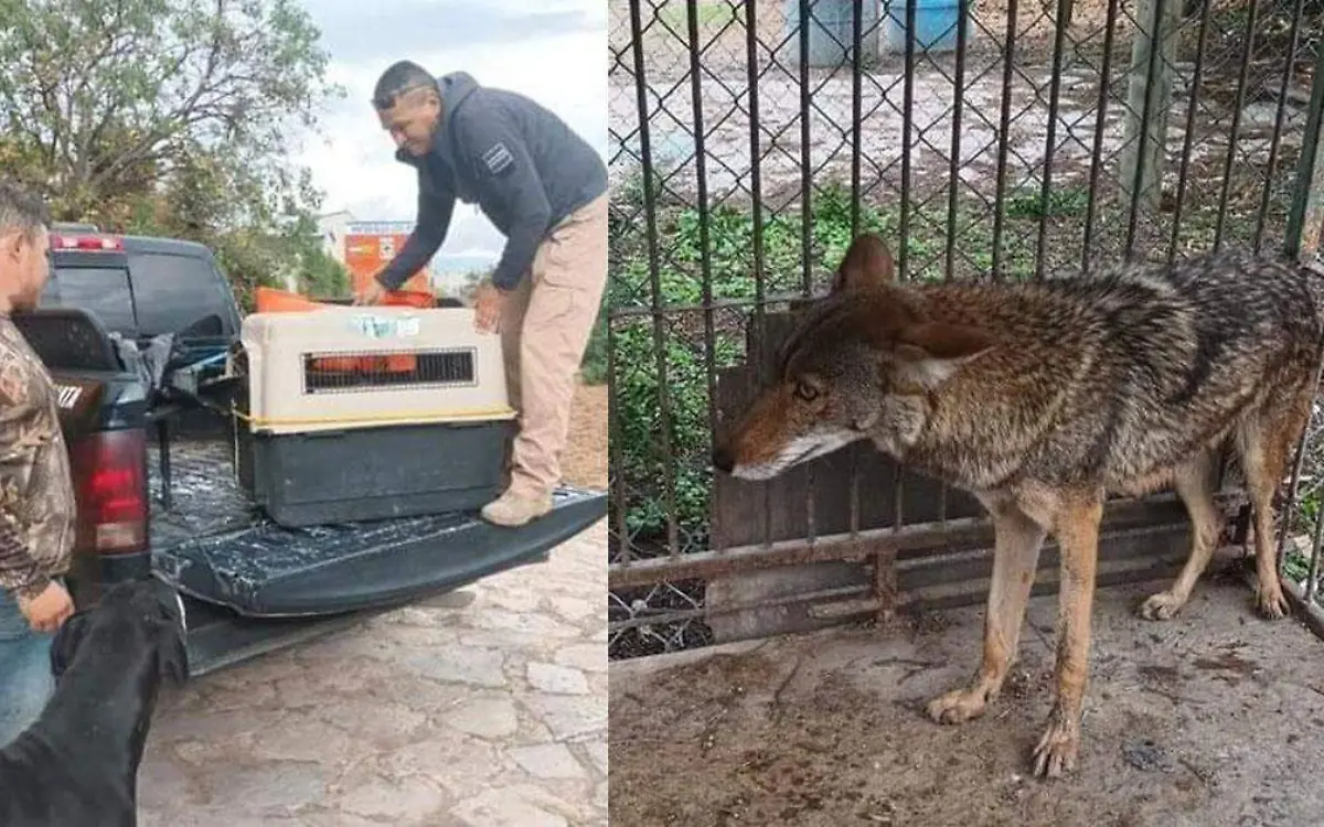 coyote