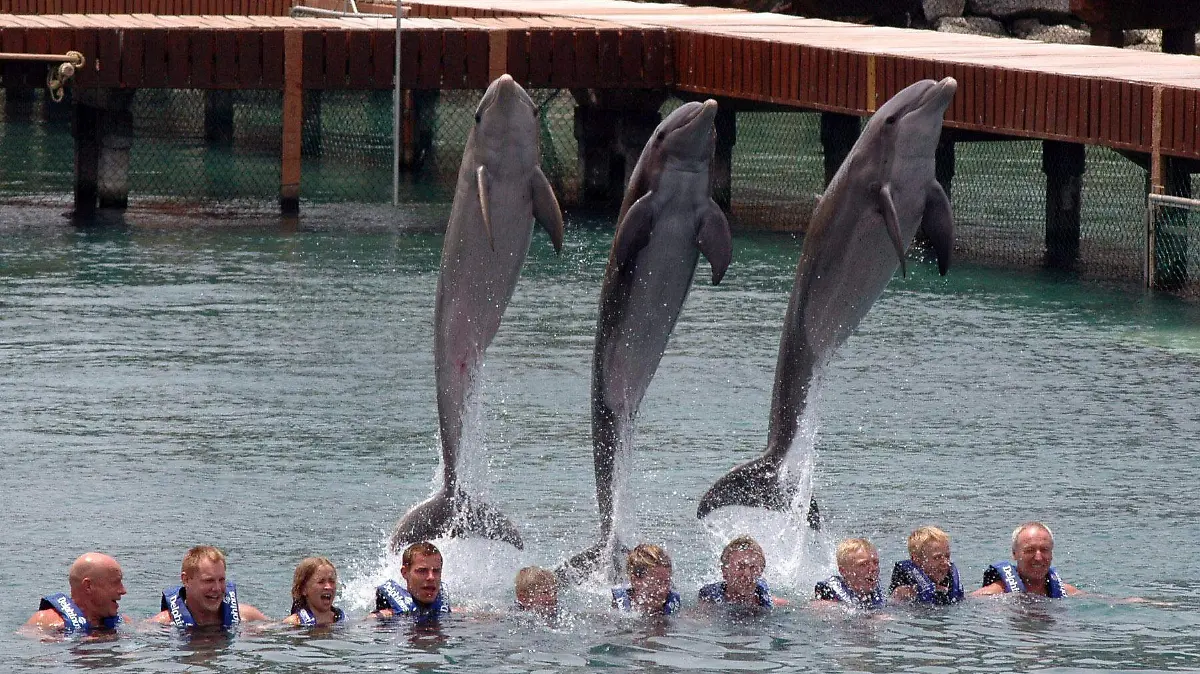 Delfines-1