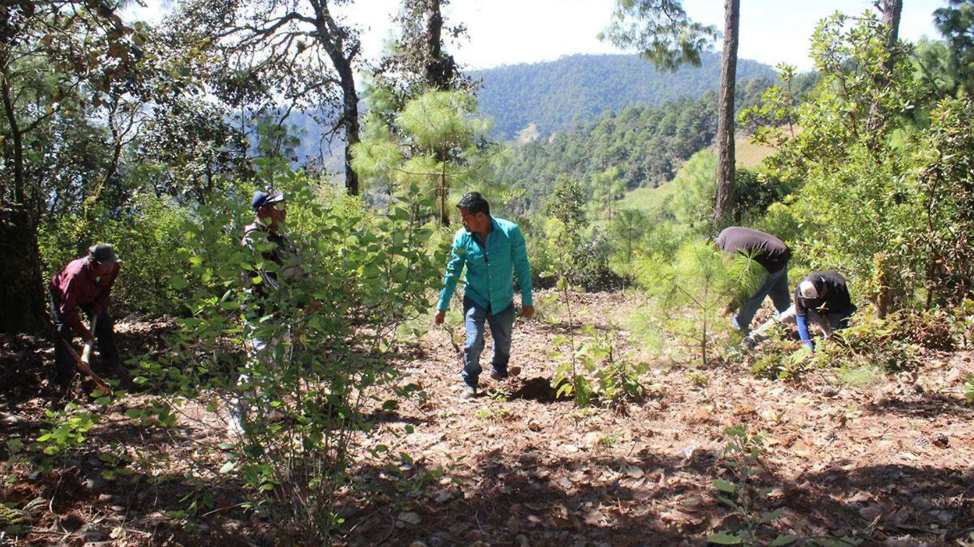 Coxcatlán-planta-29-mil-pinos-para-combatir-la-deforestación-y-la-desertificación