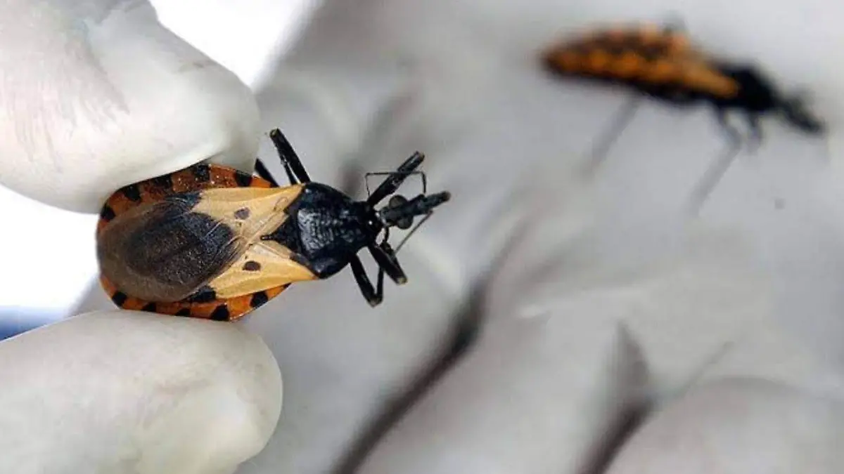 Mal de chagas que es, cómo identificarlo y cómo se cura