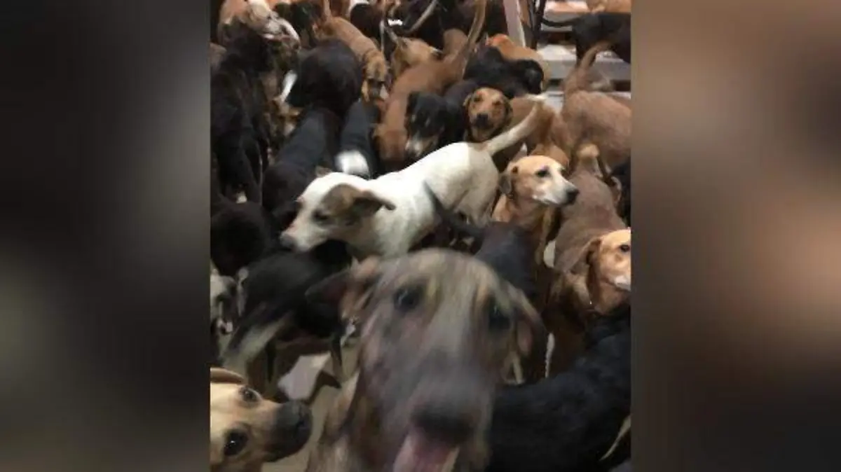 Animales refugiados Cancún 6