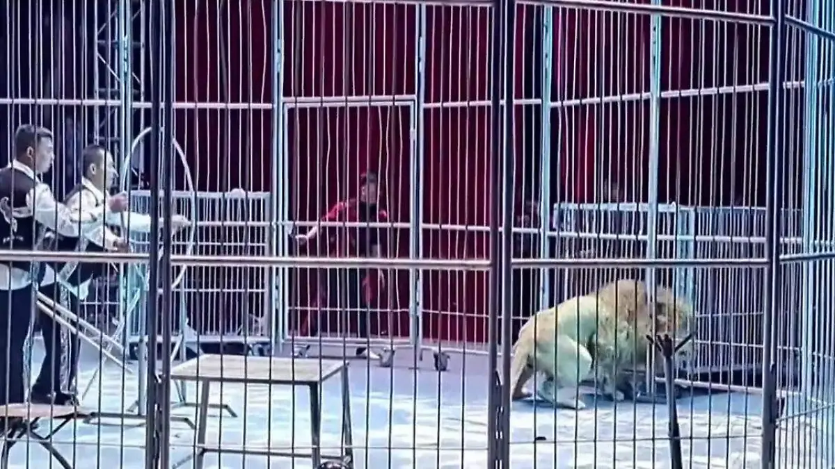 Un par de leones escapan en plena función de circo