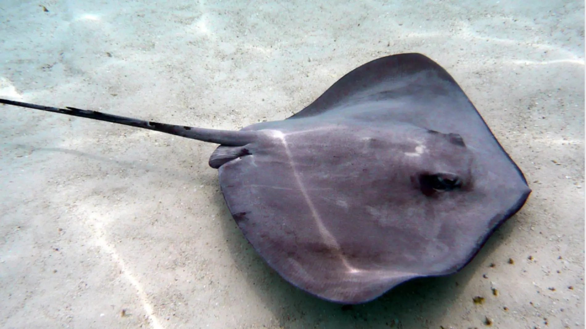 mantarraya