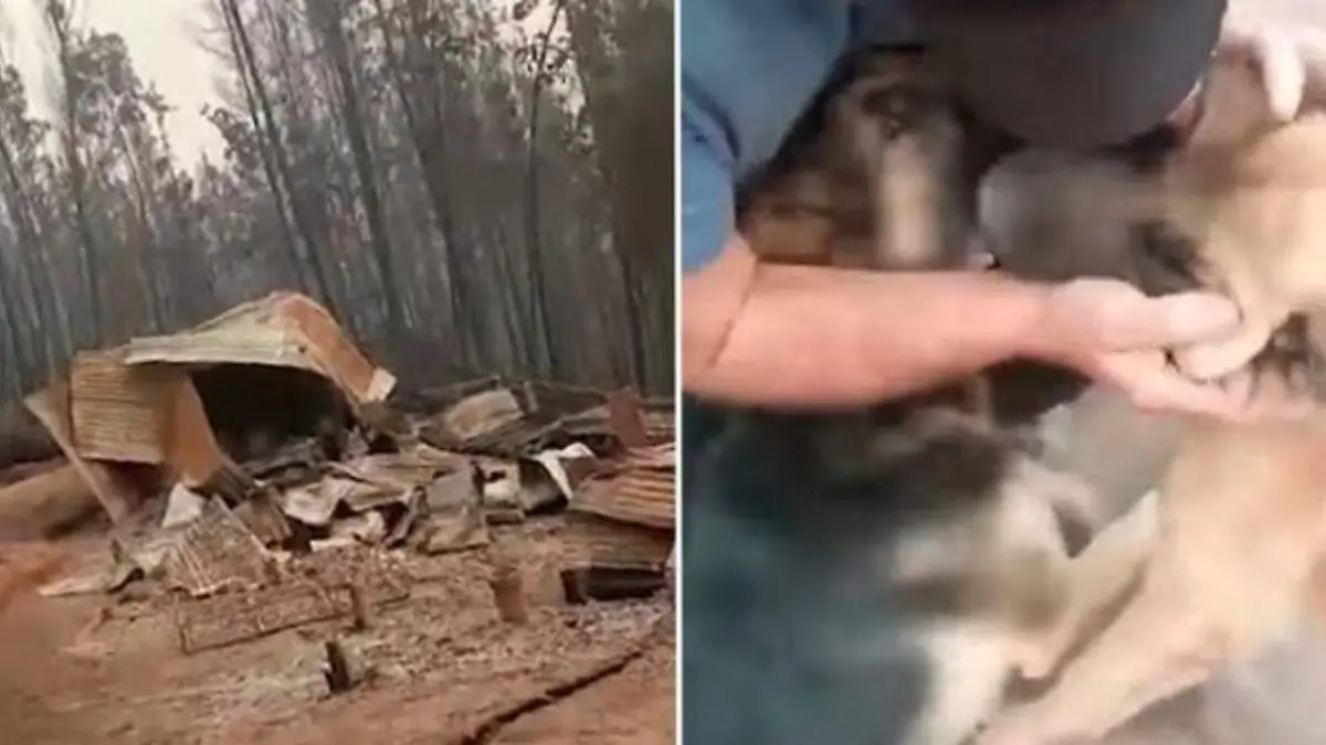 Así fue el emotivo reencuentro de familia con sus perritos tras incendio forestal