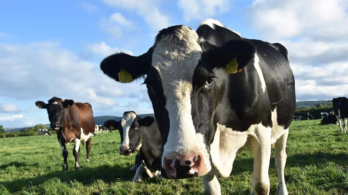 cow-g4d6f559b6_1920