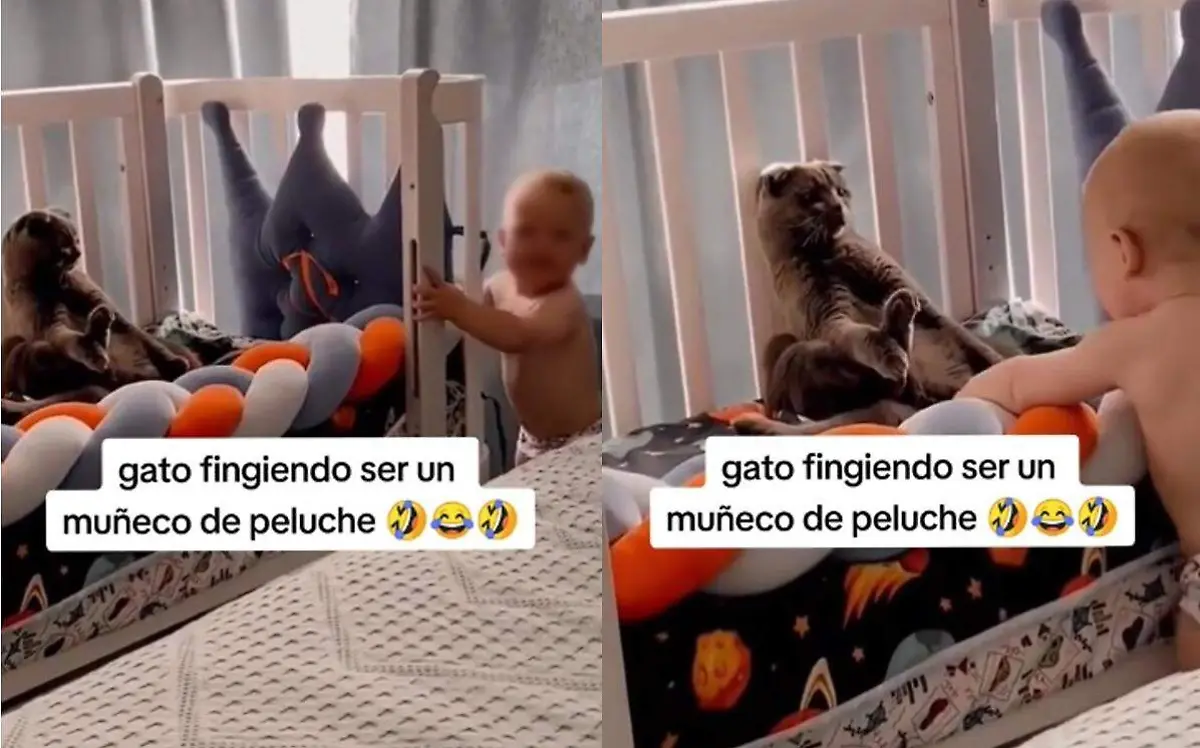gato se escapa de bebe