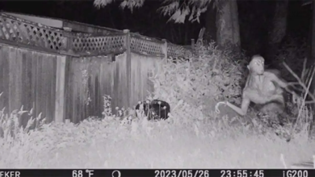 Un supuesto extraterrestre había sido captado por una familia en su jardín, misma que dio parte al número de emergencia 911