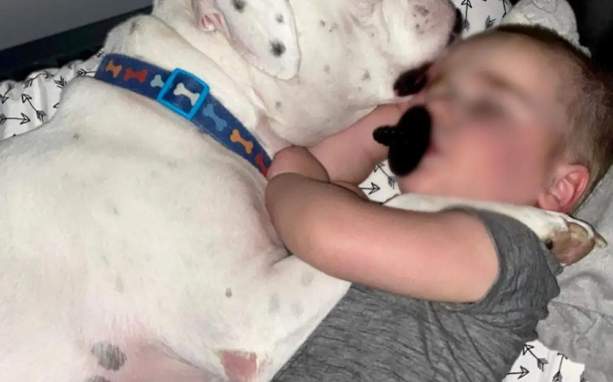 niño duerme perro