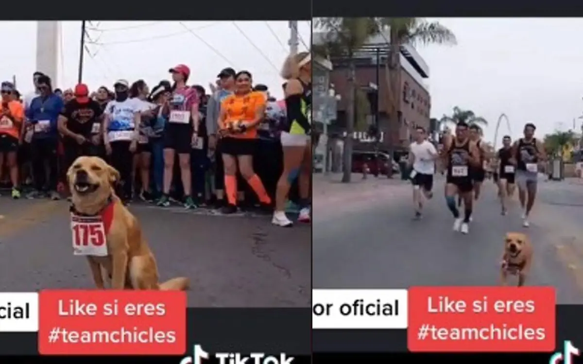 Perrito que compite en carreras