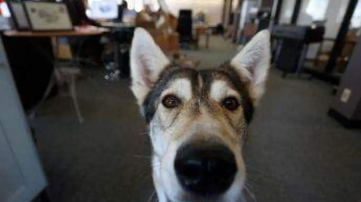 Perro AFP