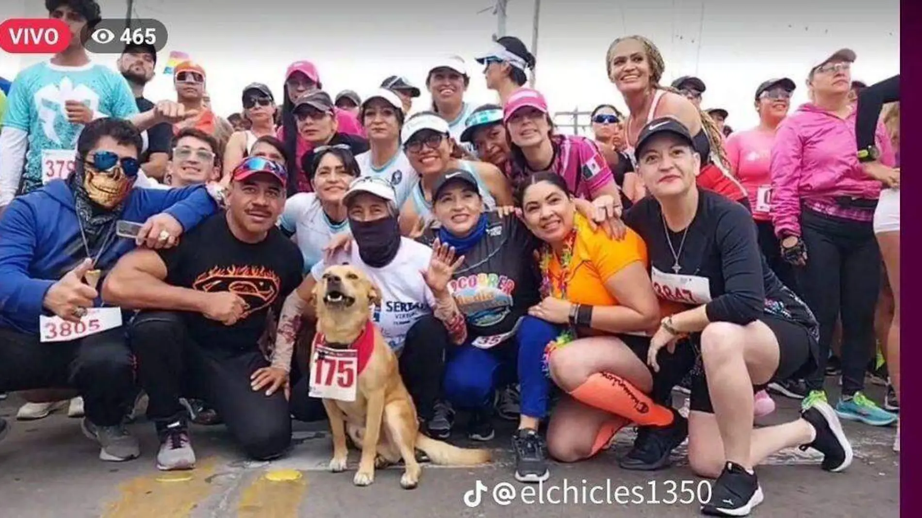 En cada maratón el animalito solo se detiene para hidratarse y comer un poco