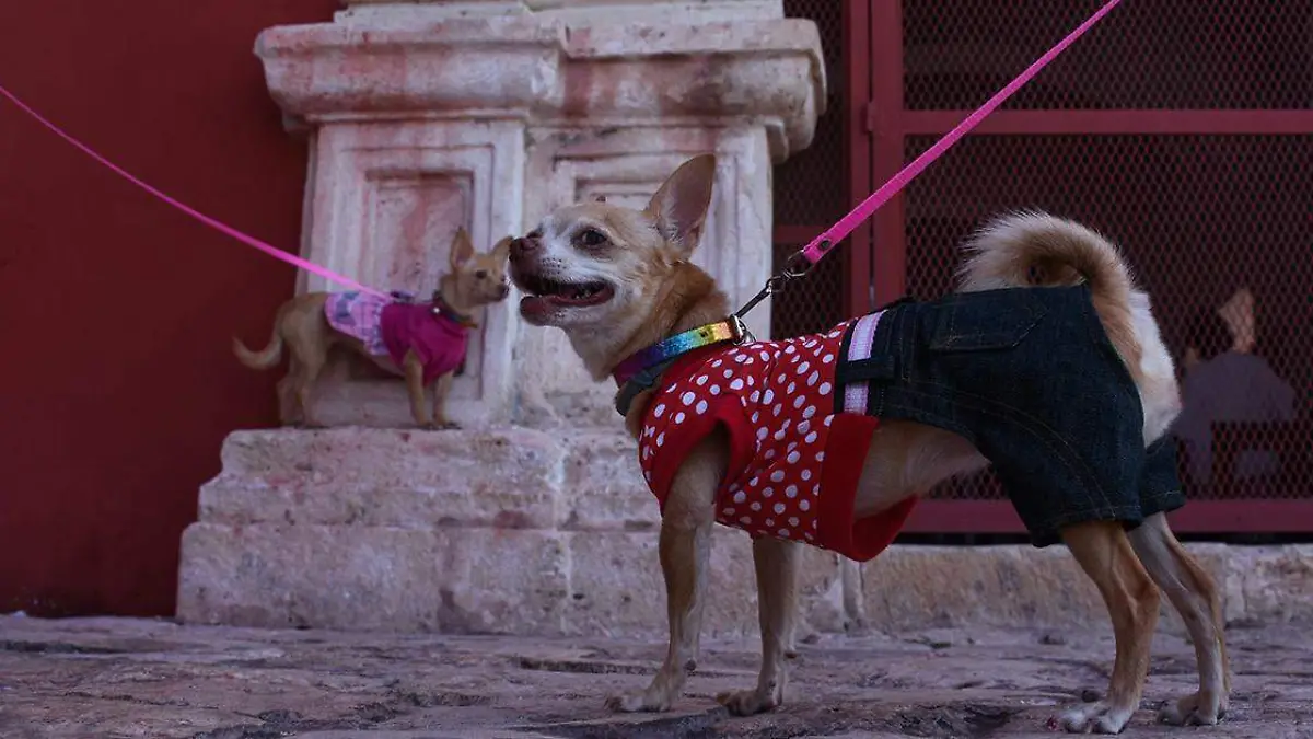 Mucho se ha hablado del papel que juegan las mascotas en la actualidad