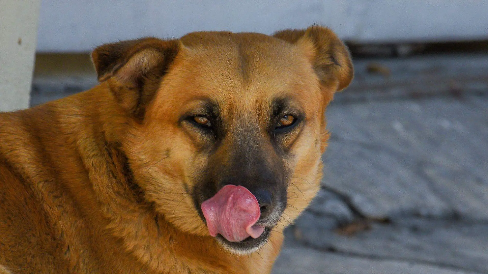 Los animales buscaron la manera de interponerse entre su dueño y el juguete