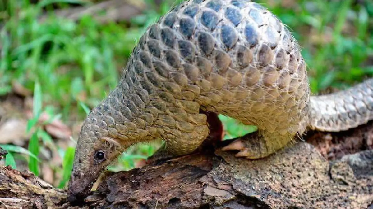 Pangolín 1