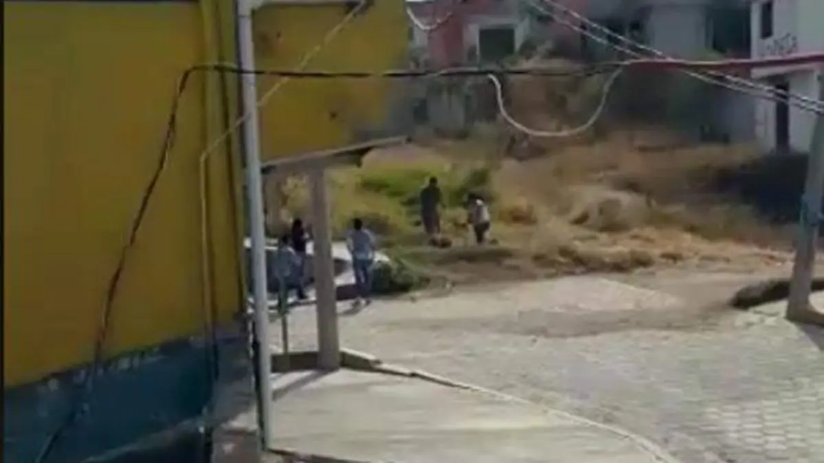 pitbul machetazos