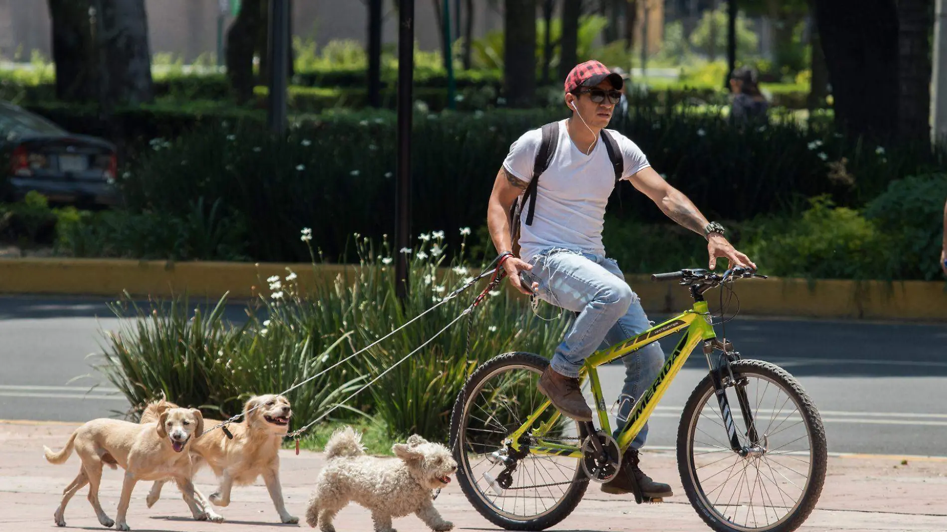 Un animal de compañía también puede aumentar la actividad física