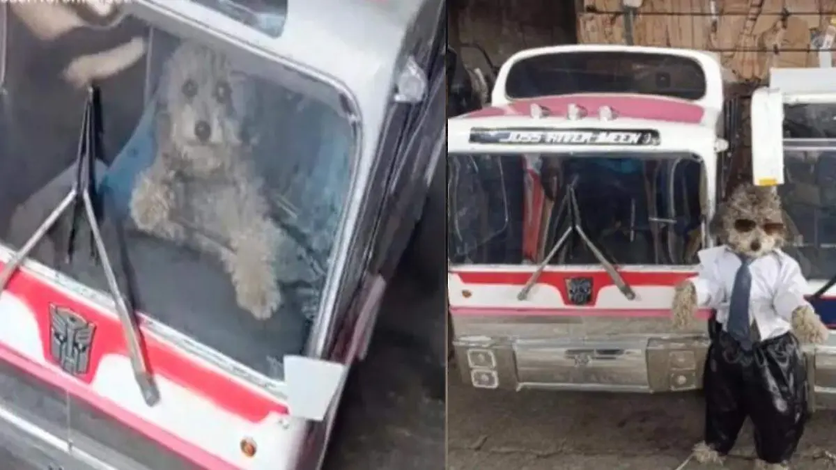 Crean el Perrobus y todos lo aman