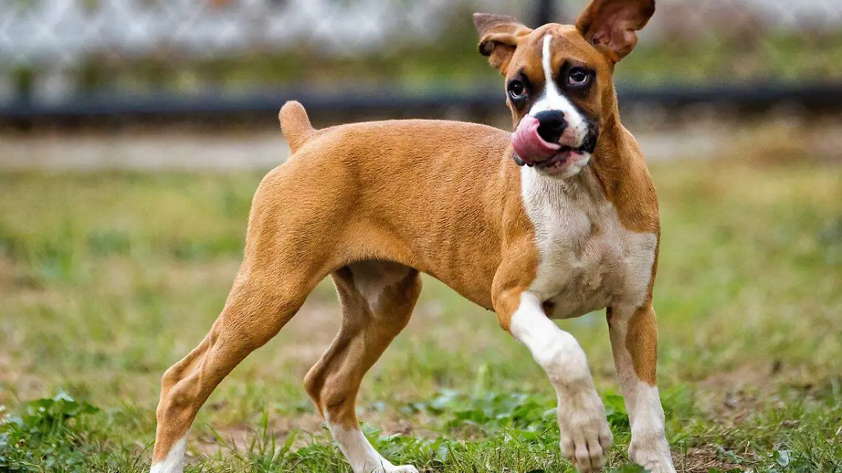 dog-playing-958209_1280
